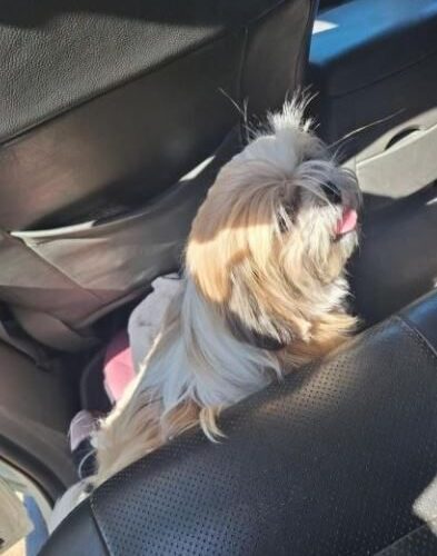 Polícia Militar recupera cão furtado e prende mulher em Sombrio