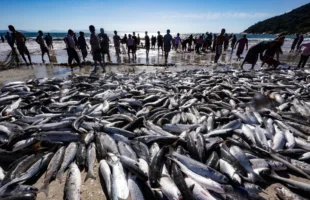 Mais de seis toneladas de tainha são capturadas no Farol de Santa Marta, em maior lance da safra de 2025