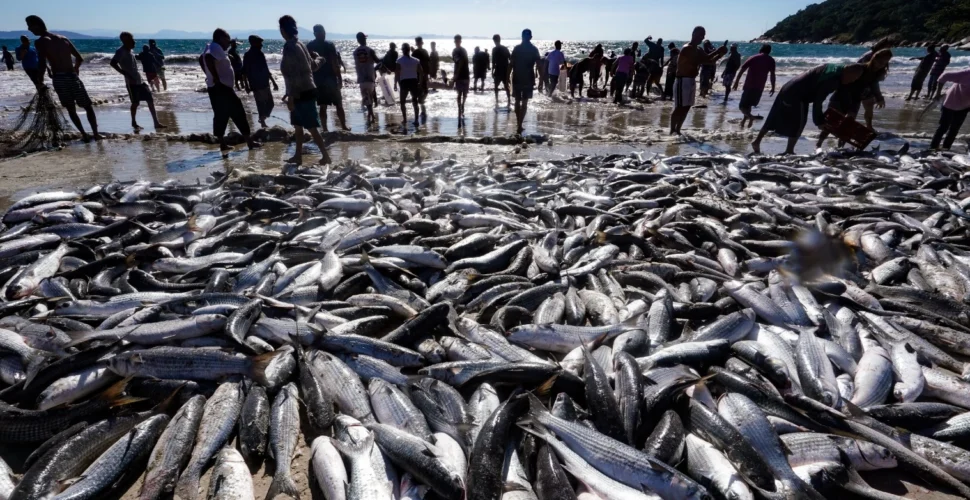Mais de seis toneladas de tainha são capturadas no Farol de Santa Marta, em maior lance da safra de 2025