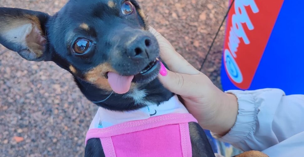 Castração gratuita em Siderópolis já beneficiou 300 animais