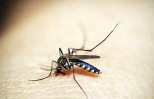 Primeiro caso de morte por dengue é registrado no Sul de SC