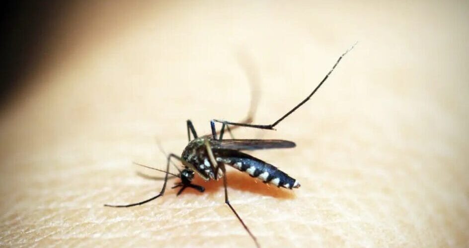 Primeiro caso de morte por dengue é registrado no Sul de SC