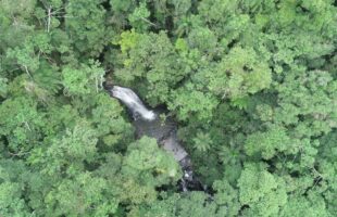 Desmatamento em Santa Catarina reduz 40% entre 2023 e 2024