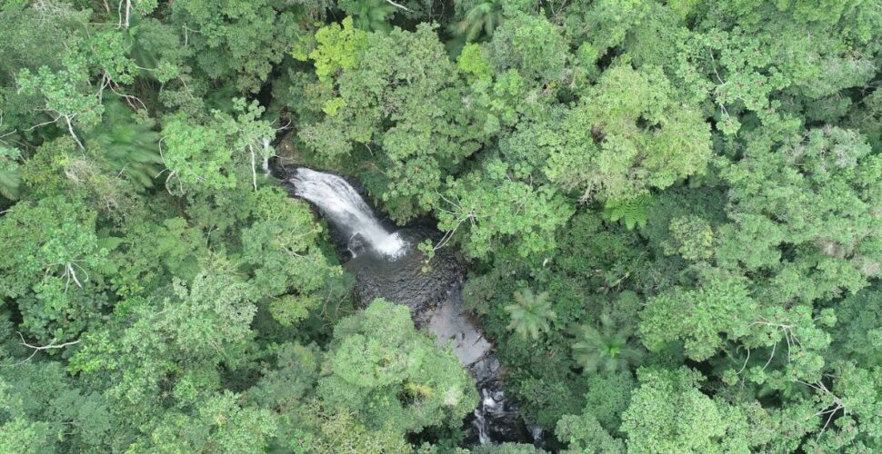 Desmatamento em Santa Catarina reduz 40% entre 2023 e 2024