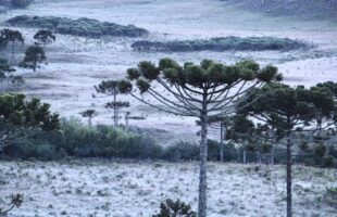 Frio intenso com possibilidade de neve em SC na próxima semana
