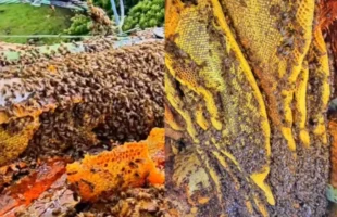 Supercolmeia com mais de 80 mil abelhas é resgatada em escola de São Joaquim