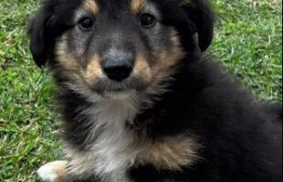Homem que abandonou e atropelou filhote de cachorro é localizado no Extremo Sul de SC