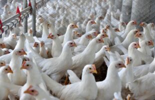 Sete casos de doenças respiratórias em aves são investigados no país