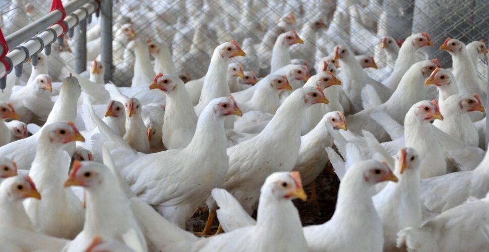 Sete casos de doenças respiratórias em aves são investigados no país