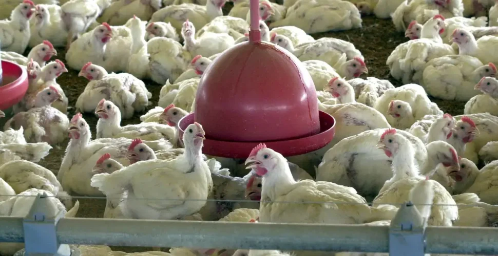 China, UE e Argentina suspendem compras de carne de frango do Brasil