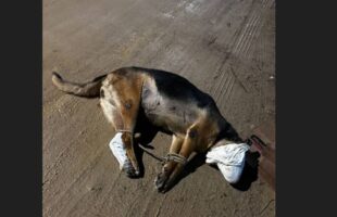 Cachorra é encontrada morta com indícios de violência em Tubarão