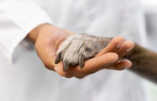 Polícia Civil apura suspeita de desvio de verba em ONG de proteção animal em Braço do Norte