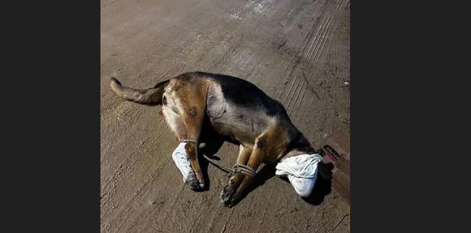 Cachorra é encontrada morta com indícios de violência em Tubarão