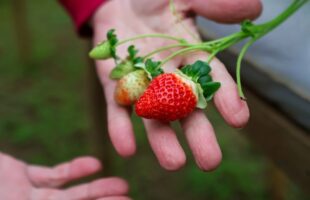 Pesquisa da Epagri promove sustentabilidade e renda no cultivo de morangos com biofertilizante