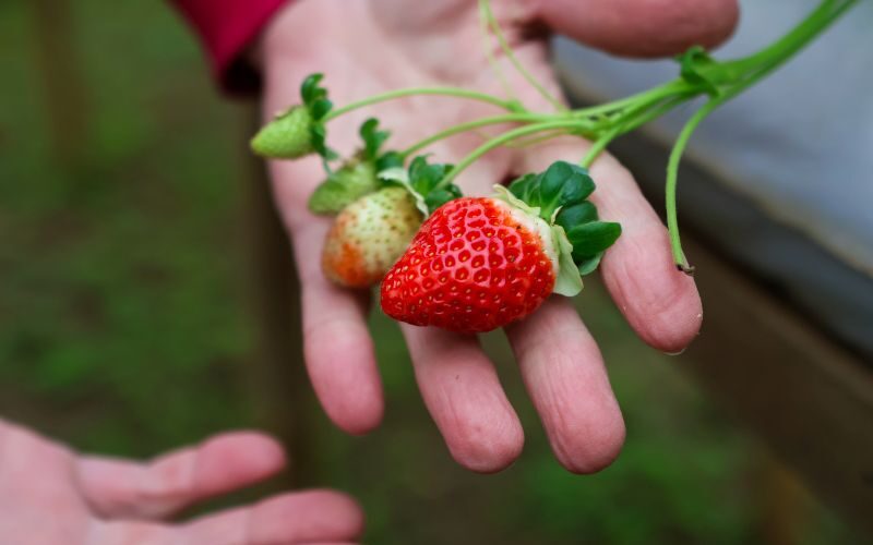 Pesquisa da Epagri promove sustentabilidade e renda no cultivo de morangos com biofertilizante