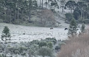Bom Jardim da Serra amanhece coberta por geada e registra temperaturas negativas nesta terça-feira