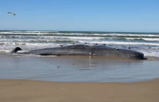 Baleia cachalote é encontrada morta em Praia de Laguna, SC
