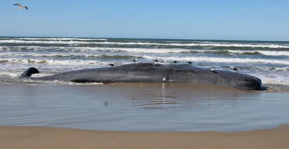 Baleia cachalote é encontrada morta em Praia de Laguna, SC