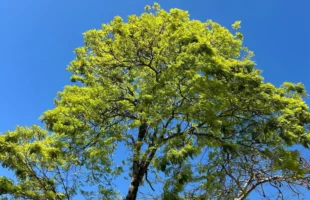Manhãs frias e sol marcam a semana no sul de Santa Catarina