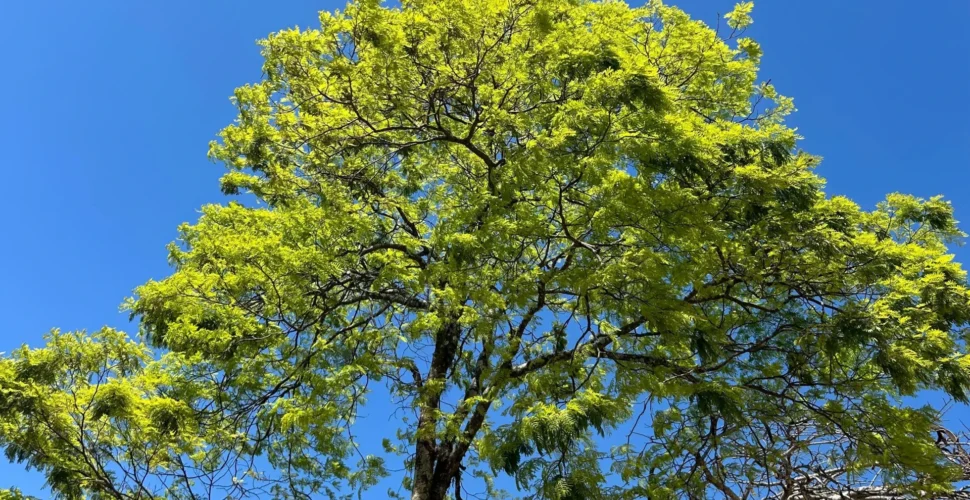 Manhãs frias e sol marcam a semana no sul de Santa Catarina