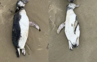 Pinguins são encontrados mortos na praia de Balneário Rincão durante o fim de semana