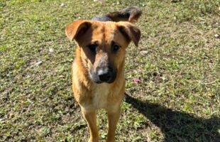 Campanha de adoção de cães será realizada neste sábado em Urussanga