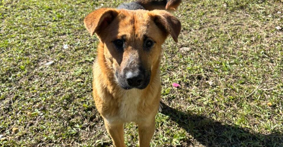 Campanha de adoção de cães será realizada neste sábado em Urussanga