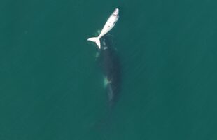 Momento único: baleia-franca albina é flagrada com a mãe no litoral catarinense
