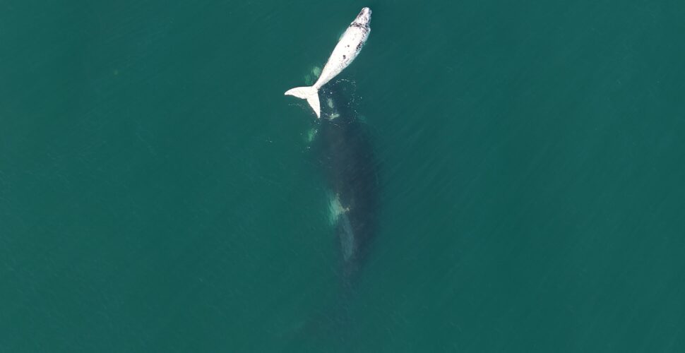 Momento único: baleia-franca albina é flagrada com a mãe no litoral catarinense