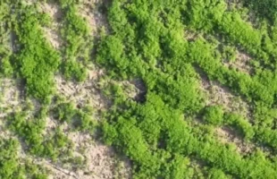 Polícia descobre plantação com mais de 138 mil pés de maconha em José Boiteux, no Alto Vale do Itajaí