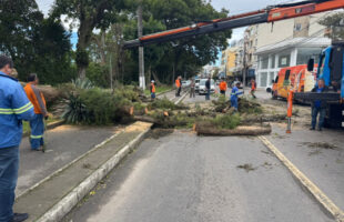 Vendaval derruba árvore e bloqueia avenida em Tubarão