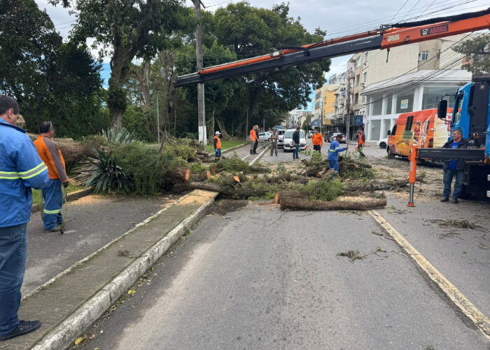 Vendaval derruba árvore e bloqueia avenida em Tubarão