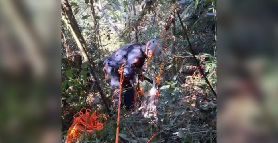 Cachorro é resgatado com vida após 11 dias preso em encosta de 40 metros em Morro Grande