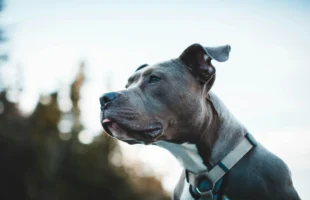 Pit bull solto ataca cães em Criciúma e dono é responsabilizado