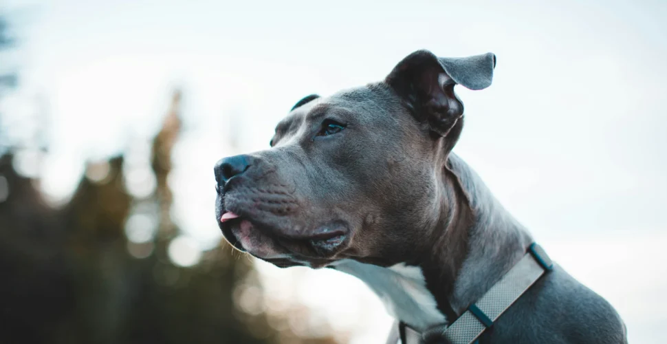 Pit bull solto ataca cães em Criciúma e dono é responsabilizado