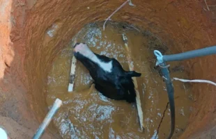Cavalo cai em poço e mobiliza bombeiros e equipe ambiental em Criciúma