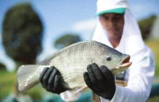 Tarifa dos EUA em tilápia pode encarecer o peixe no prato do brasileiro, alertam produtores