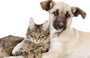 Siderópolis ultrapassa 460 castrações gratuitas em ação que protege cães e gatos!