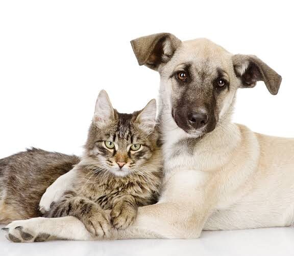 Siderópolis ultrapassa 460 castrações gratuitas em ação que protege cães e gatos!