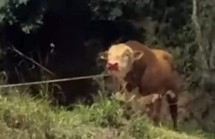 Gigante de 900 kg causa caos em rua de Orleans, após fuga espetacular