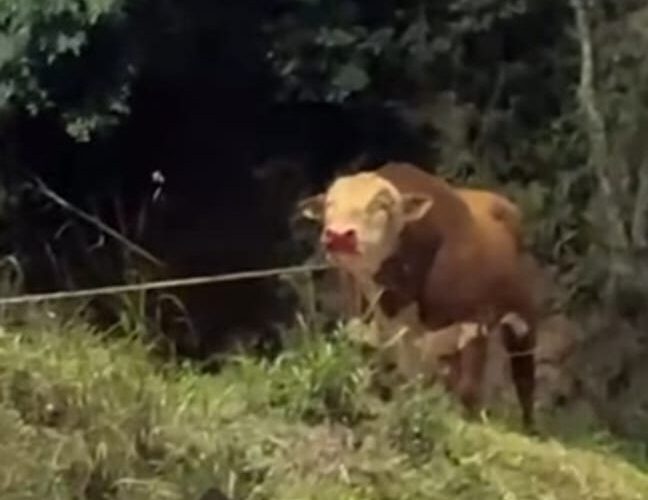 Gigante de 900 kg causa caos em rua de Orleans, após fuga espetacular