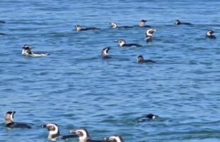 Farol de Santa Marta é Palco de Megacolônia de Pinguins-de-Magalhães