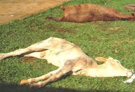 Alerta Máximo: Surto de Raiva Animal aciona bloqueio vacinal urgente em Gravatal