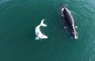 Resgate e preservação no Farol de Santa Marta ganham espaço no Fantástico