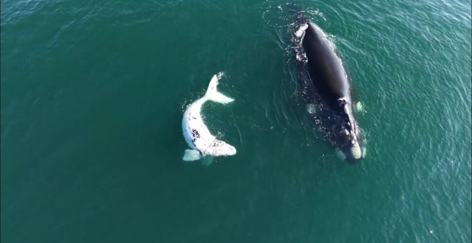 Resgate e preservação no Farol de Santa Marta ganham espaço no Fantástico