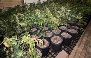 PM encontra estufa com 620 pés de maconha e mais de 3 kg do entorpecente em Imbituba