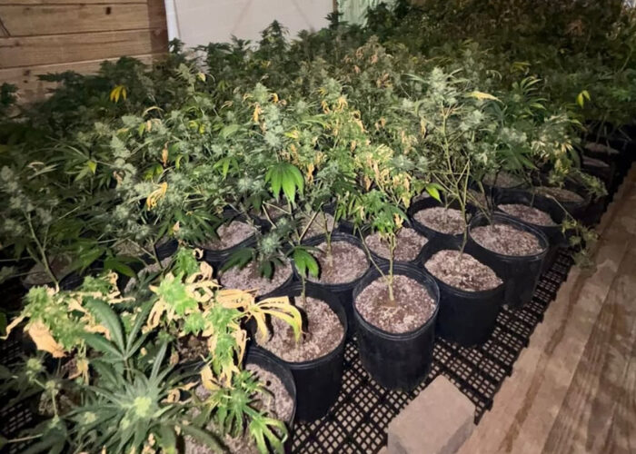 PM encontra estufa com 620 pés de maconha e mais de 3 kg do entorpecente em Imbituba
