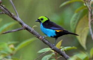 Santa Rosa de Lima Une Observação de Aves e Sabores Orgânicos em Experiência Turística Única