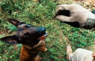 Cão farejador Gam apoia a PM na apreensão de drogas em Tubarão