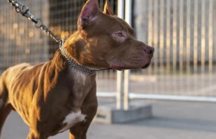 Mulher é atacada por pit bull e arrastada pela rua em Tubarão